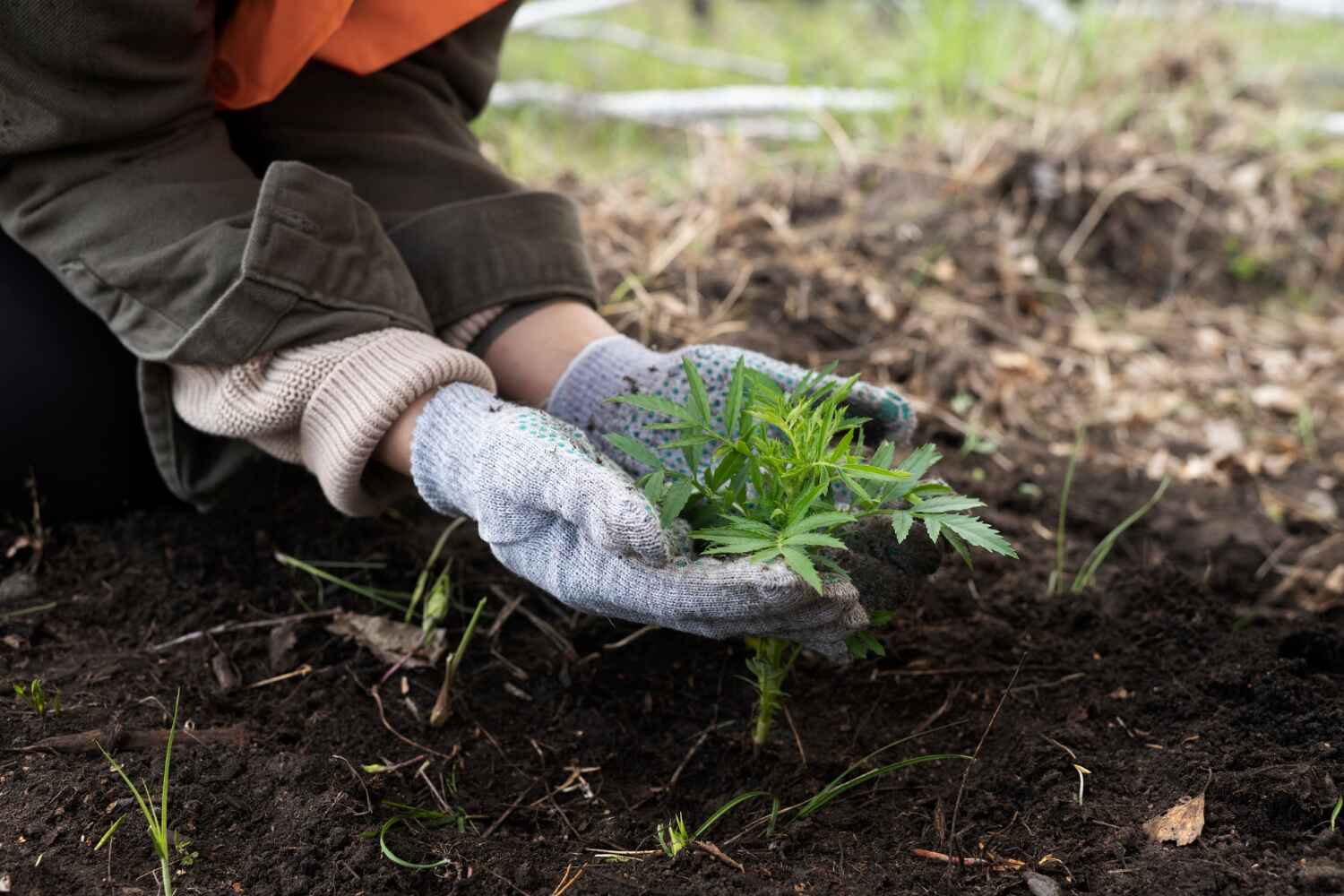 Best Tree Trimming Near Me  in South Pasadena, FL